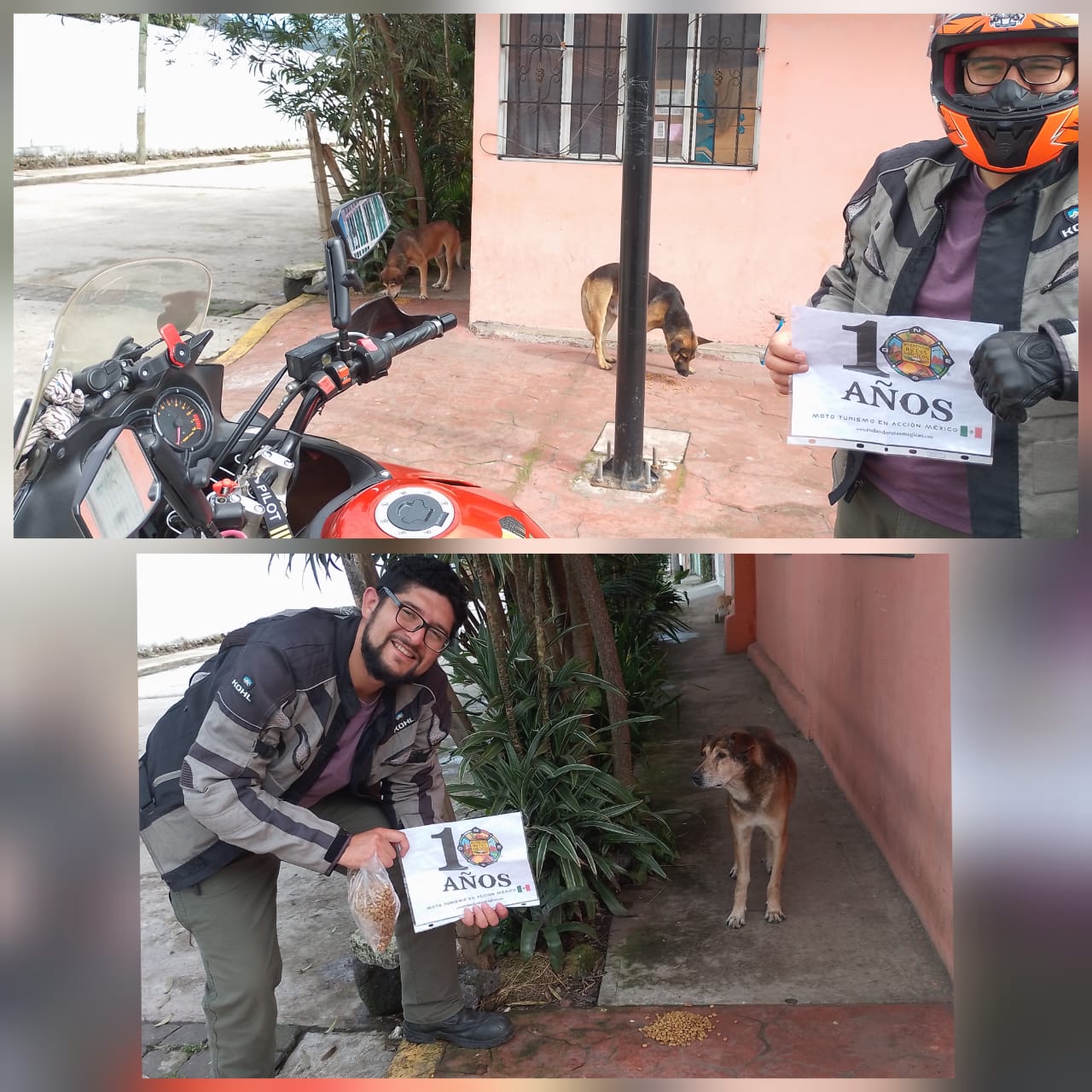 Alimentando perritos