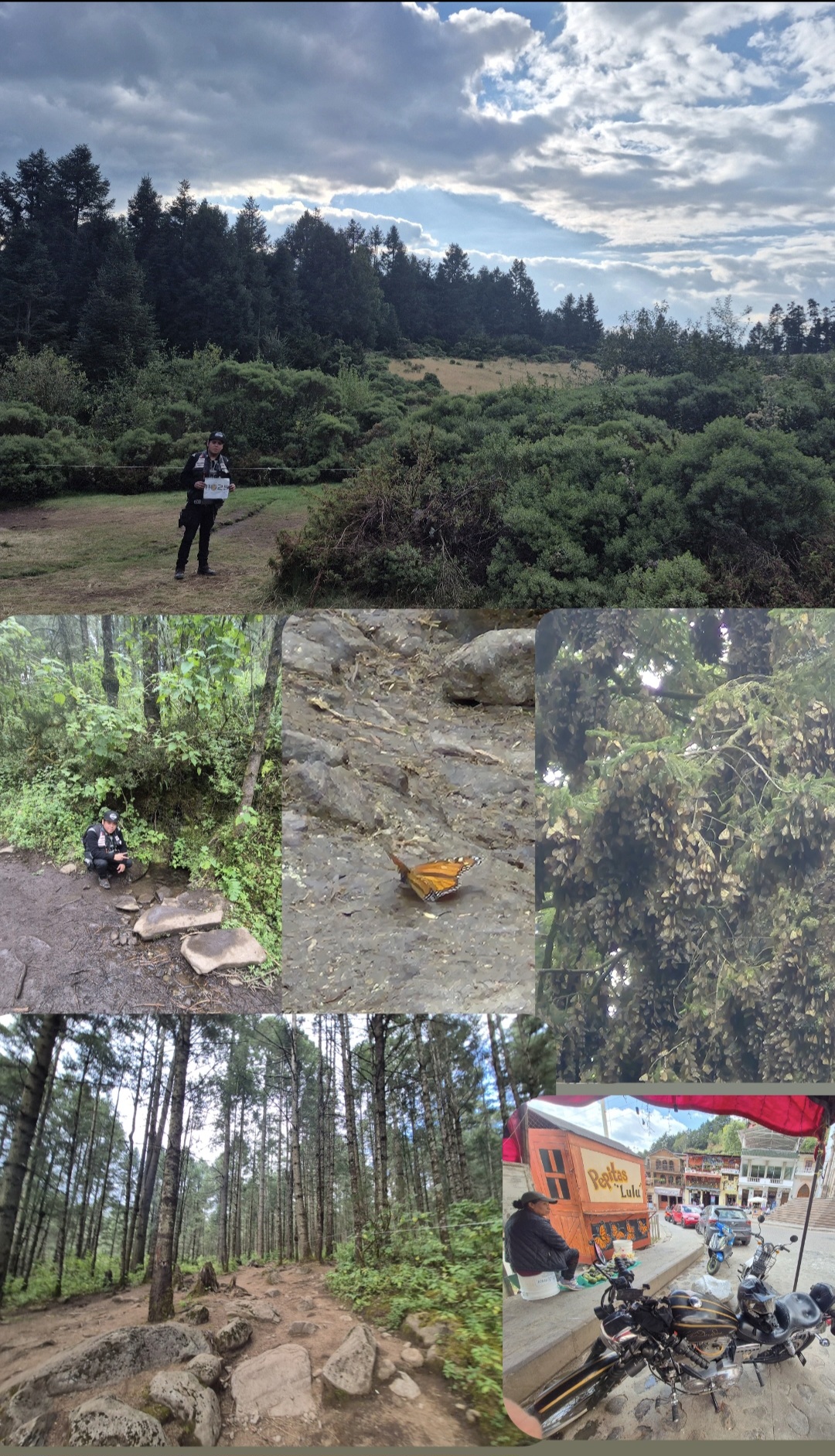 Reservar de la biosfera de la mariposa monarca, michoacan