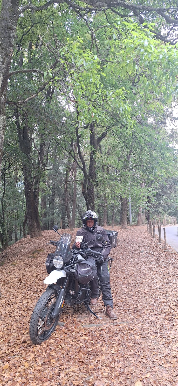 Entre arboles te veas